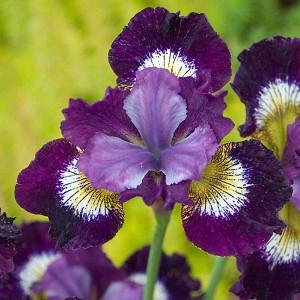 Siberian Iris Contrast in Styles, Iris Sibirica Contrast in Styles, Siberian flag Contrast in Styles, purple flowers, purple siberian iris, purple iris